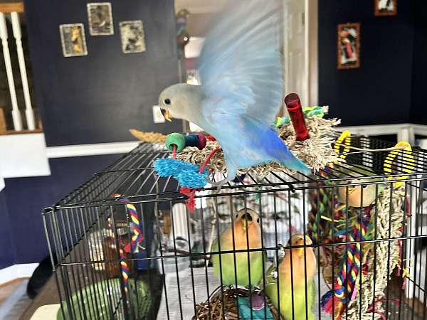 lovebird-for-sale-in-pacolet-sc