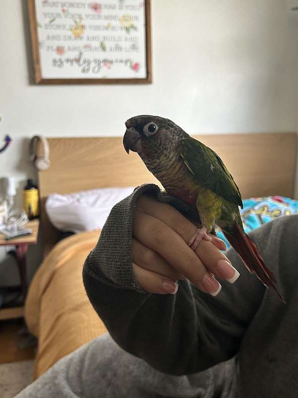 green-cheek-conure-for-sale