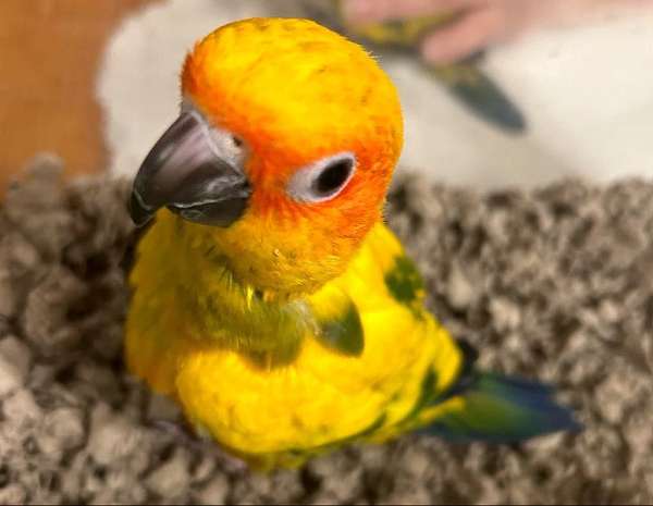 sun-conure-for-sale