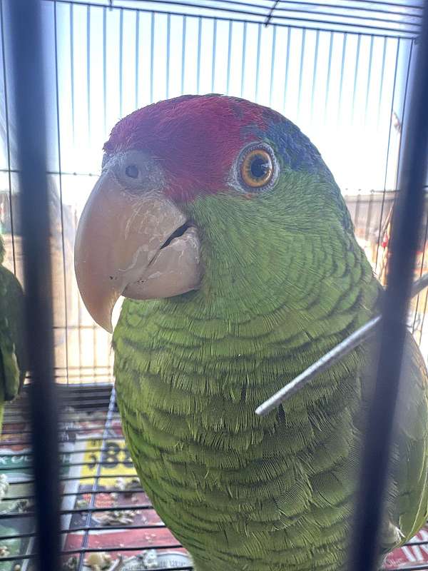 mexican-red-amazon-parrot-for-sale-in-dallas-tx