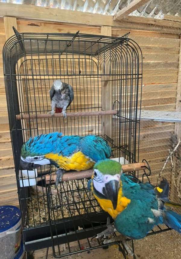 ringneck-parakeet-for-sale