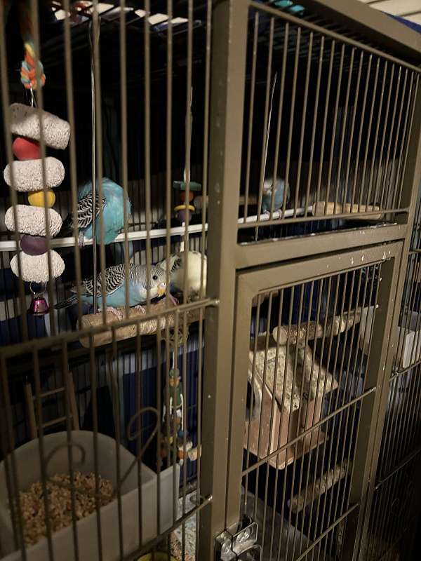 baby-bird-for-sale-in-queens-village-ny