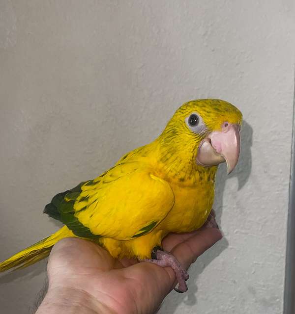 conure-golden-conure-for-sale-in-los-angeles-ca