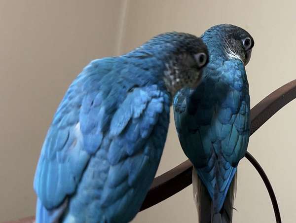 bird-parrot-eggs-in-longmont-co