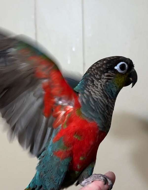 crimson-bellied-conure-for-sale-in-longmont-co