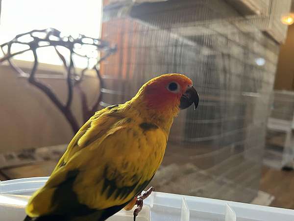 sun-conure-for-sale