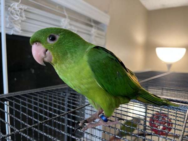 white-eyed-conure-for-sale-in-longmont-co