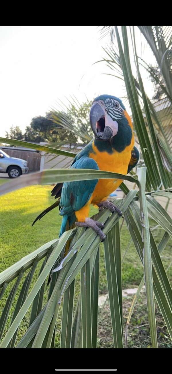 blue-throat-macaw-for-sale-in-texas