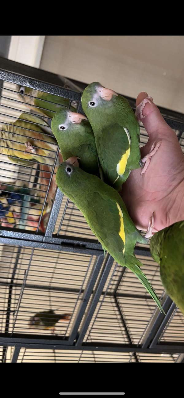 canary-parakeet-for-sale-in-longmont-co