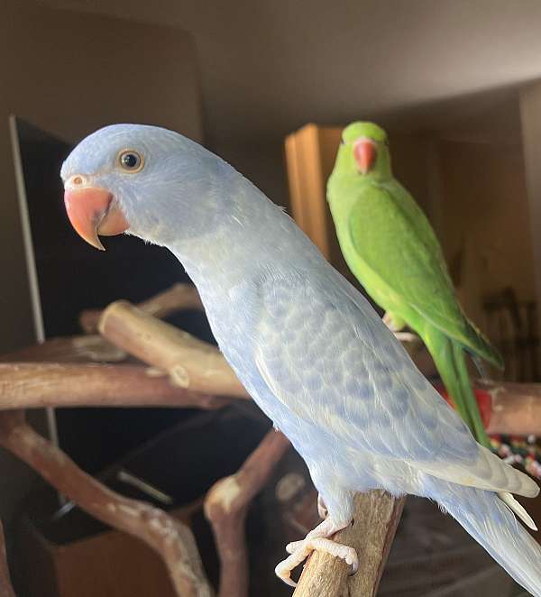 ringneck-parakeet-for-sale-in-longmont-co