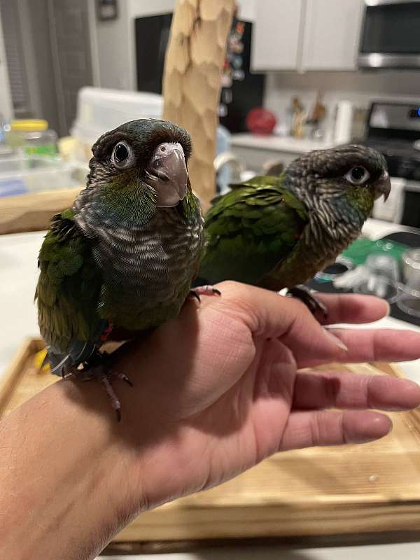 crimson-bellied-conure-for-sale