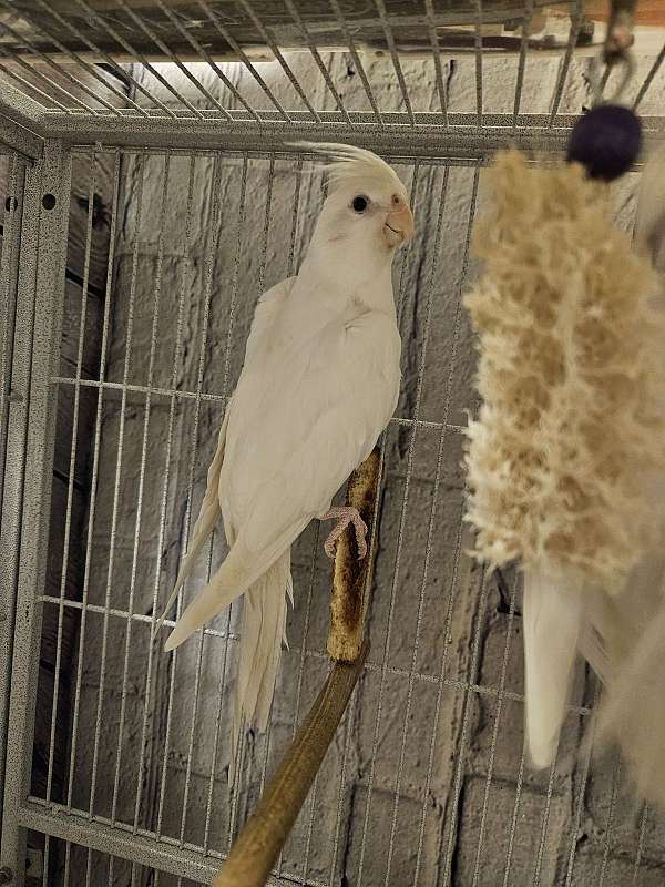 young-bird-for-sale-in-kittitas-wa