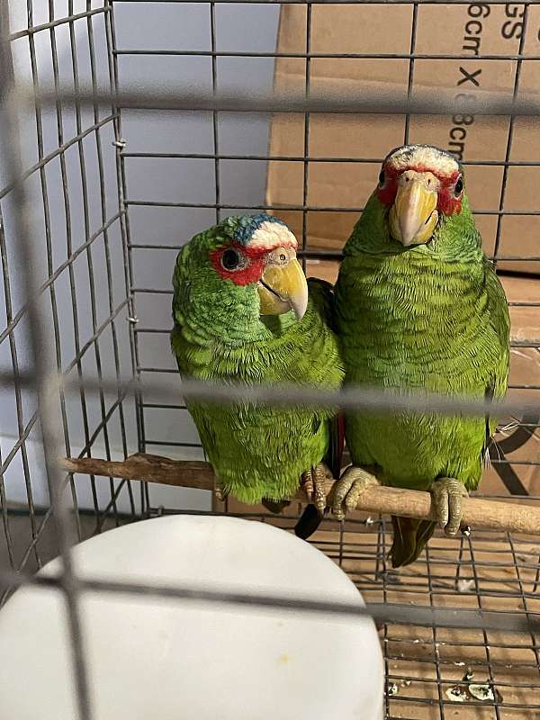 white-front-amazon-parrot-for-sale-in-bakersfield-ca