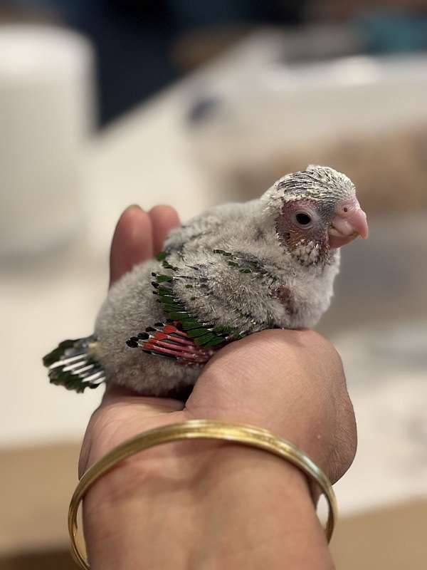 black-capped-conure-for-sale