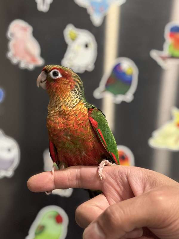 black-capped-conure-for-sale