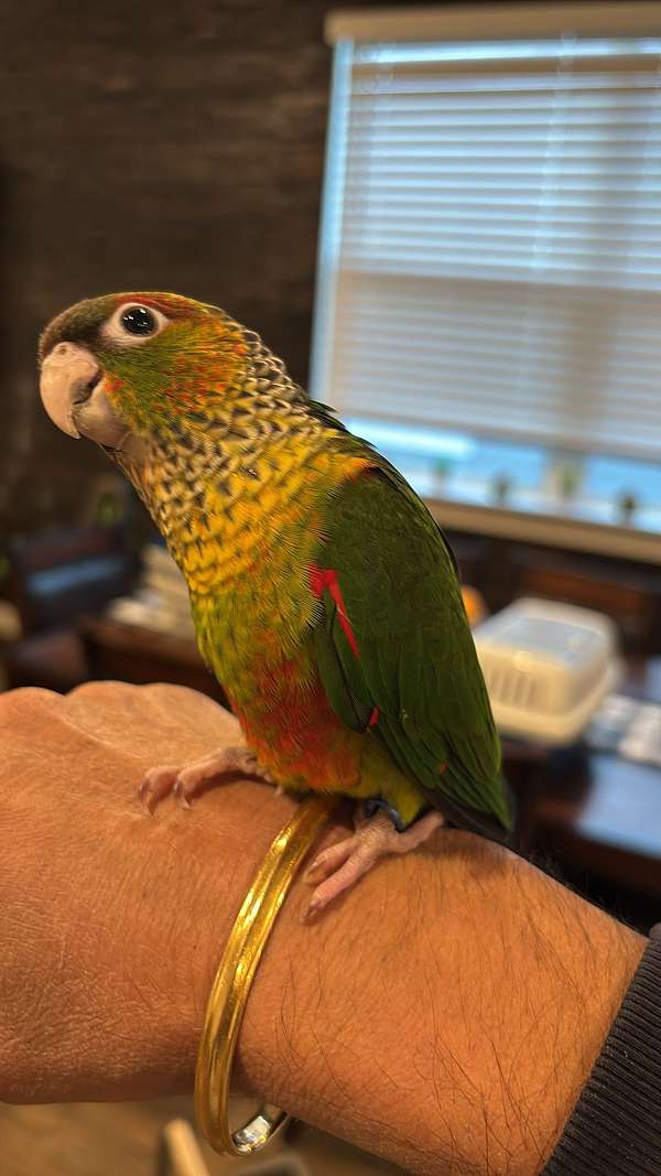 black-capped-conure-for-sale