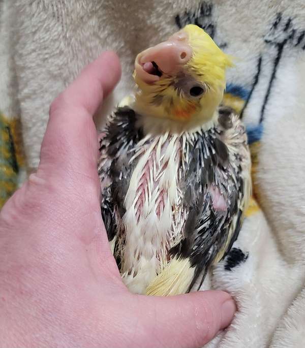 cockatiel-for-sale-in-virginia