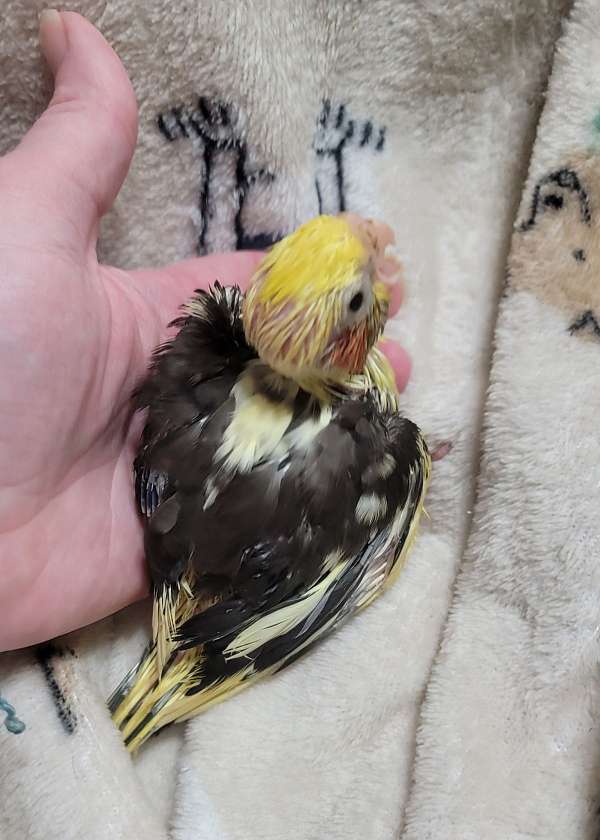 pearl-pied-cockatiel-for-sale