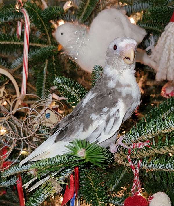 pearl-pied-cockatiel-for-sale