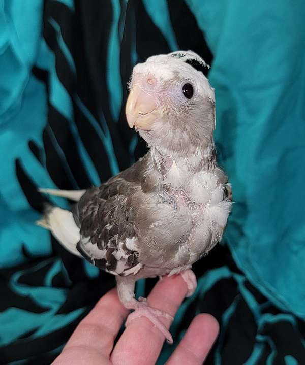 cockatiel-for-sale-in-virginia