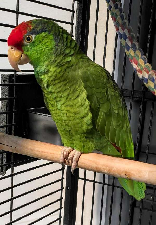 red-pet-talking-bird-for-sale