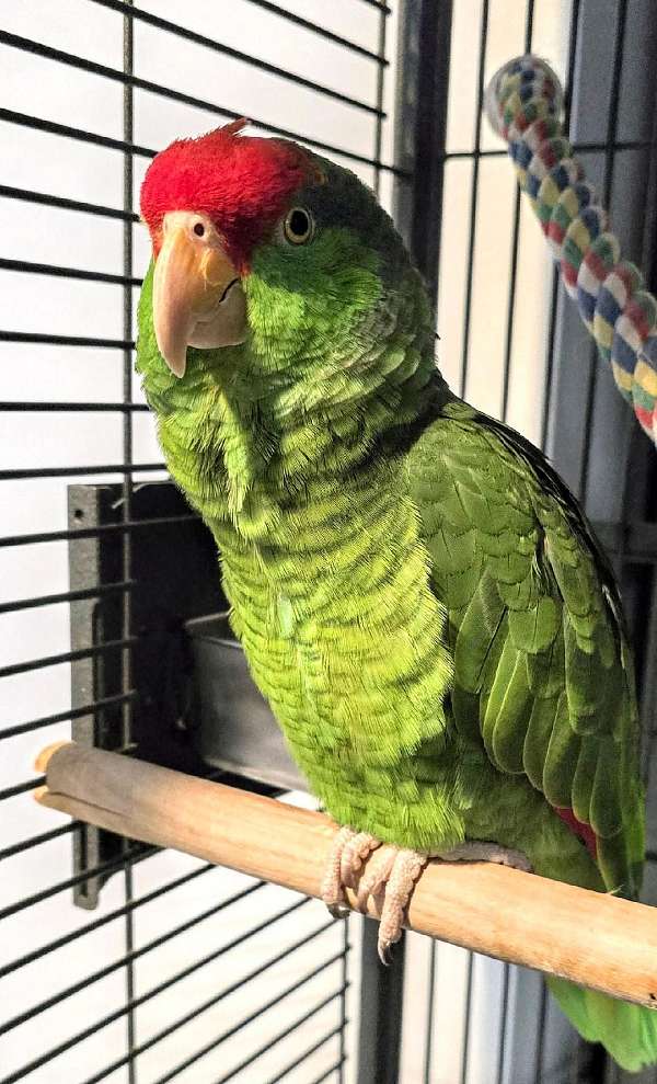 parrot-for-sale