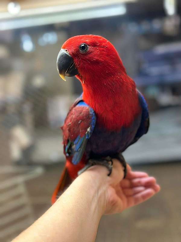 eclectus-parrots-for-sale-in-north-huntingdon-pa