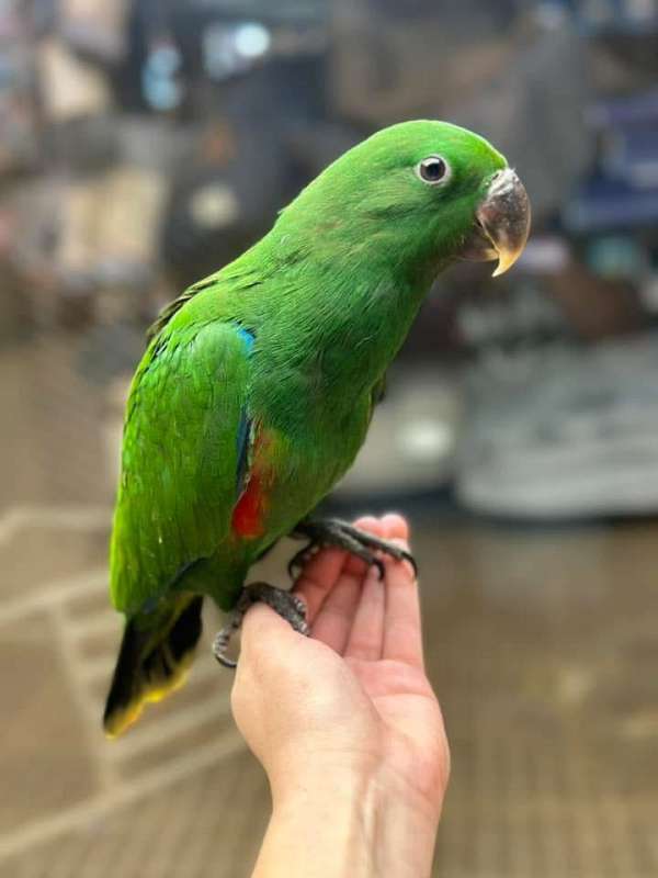 eclectus-parrots-red-sided-parrots-for-sale-in-north-huntingdon-pa