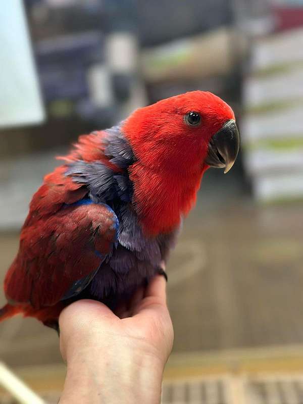 parrot-for-sale