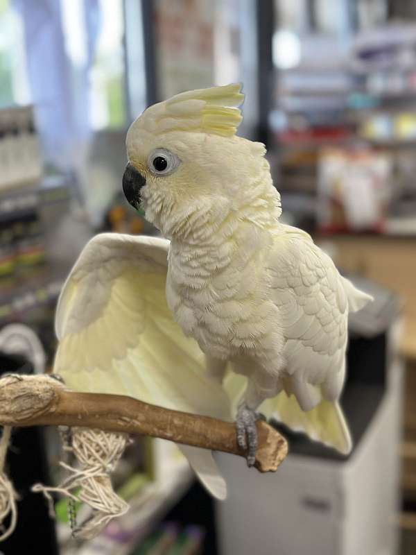 cockatoo-for-sale