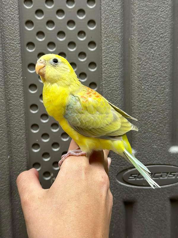 red-yellow-bird-for-sale-in-north-huntingdon-pa