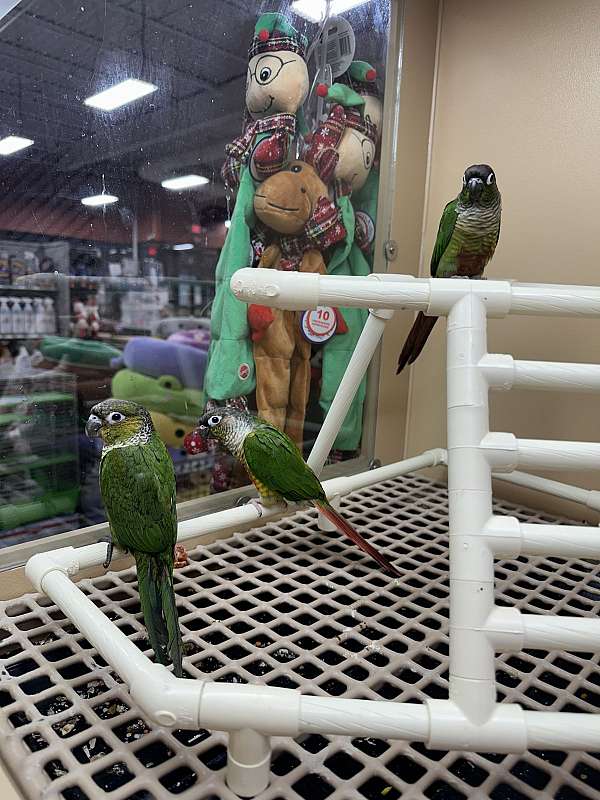 conure-for-sale