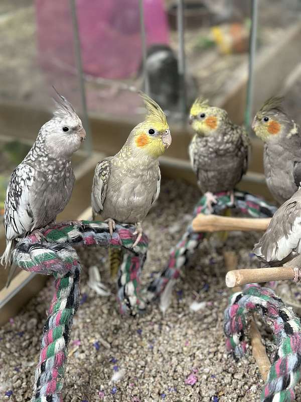 cockatiel-for-sale