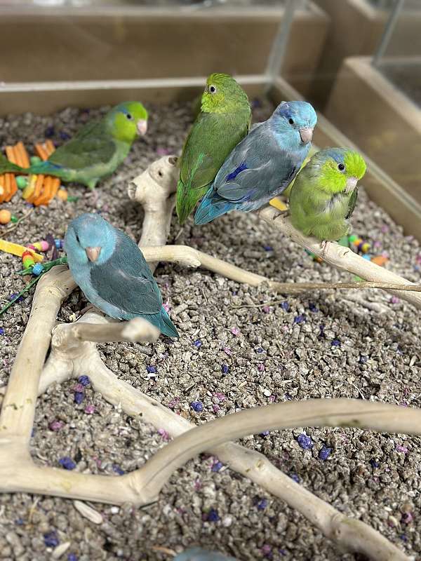 parrotlet-for-sale-in-north-huntingdon-pa