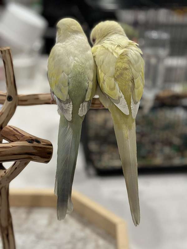 quaker-parrots-for-sale