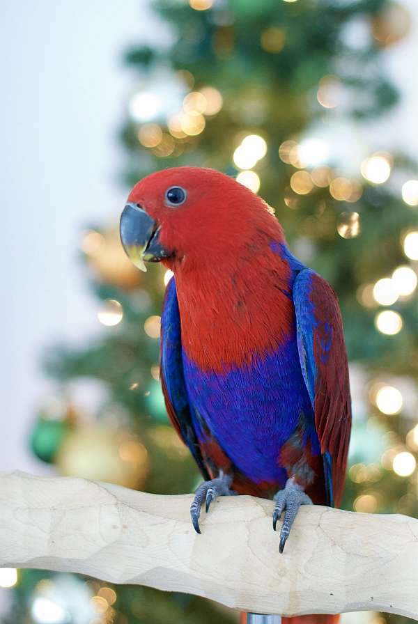 solomon-island-eclectus-parrots-for-sale-in-west-st-paul-mn