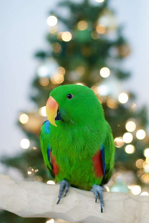 red-sided-eclectus-parrots-for-sale-in-west-st-paul-mn