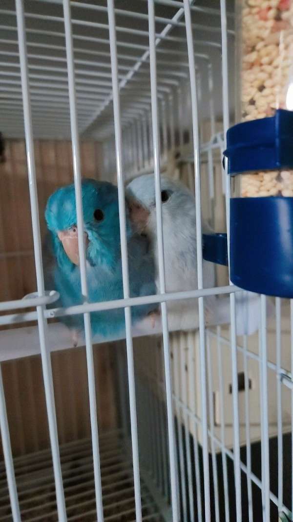 parrotlet-for-sale-in-indian-orchard-ma