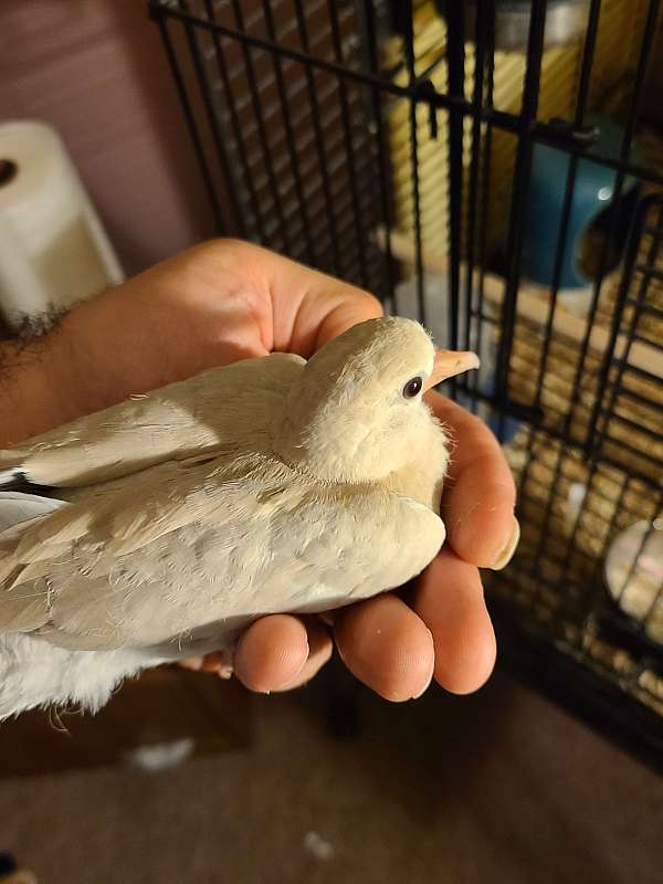 noisy-ringneck-dove-for-sale