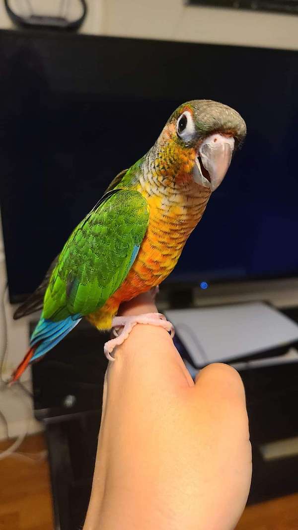 conure-for-sale