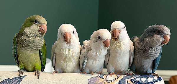 quaker-parrots-for-sale