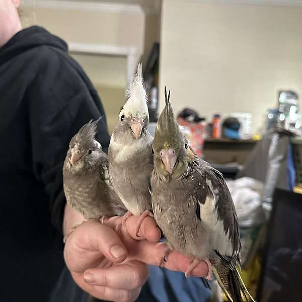 cockatiel-for-sale-in-shelby-nc