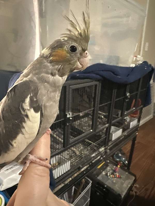 cockatiel-for-sale-in-shelby-nc