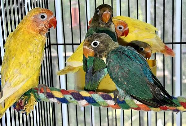 lovebird-for-sale