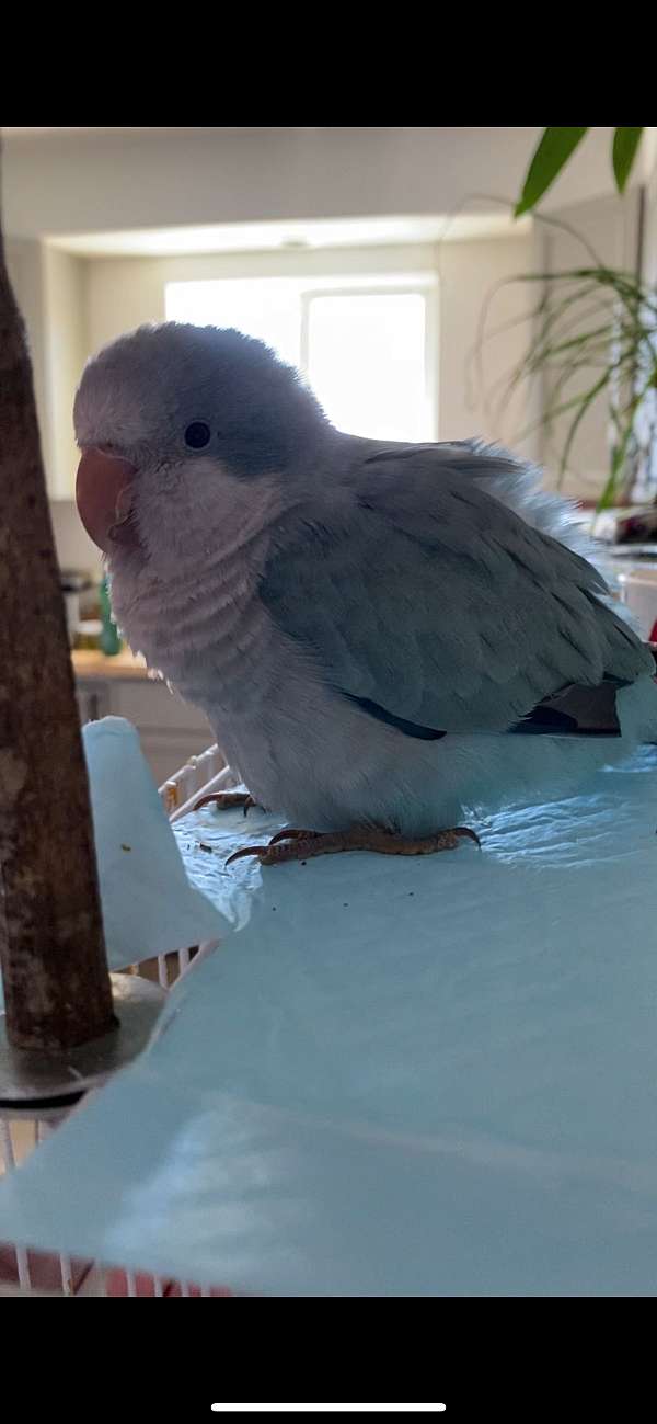 quaker-parrots-for-sale-in-kennewick-wa