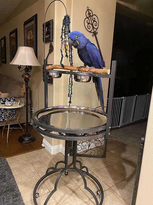 hyacinth-macaw-for-sale