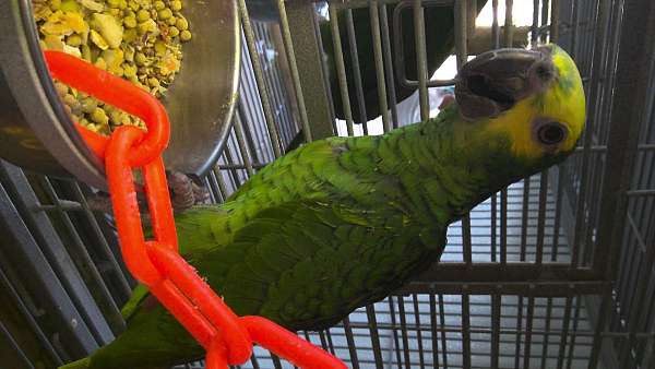 cherry-yellow-shoulder-amazon-parrot-for-sale