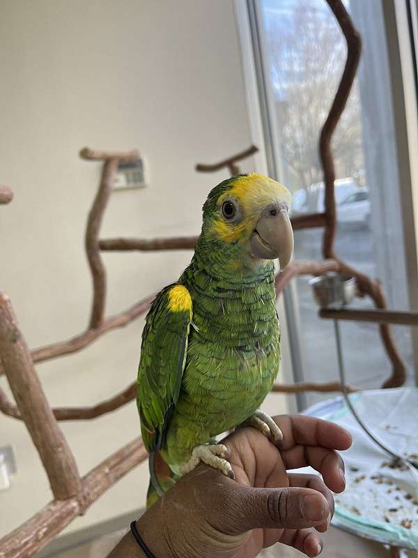 cherry-yellow-shoulder-amazon-parrot-for-sale