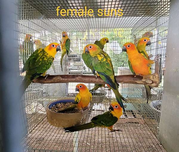 conure-for-sale