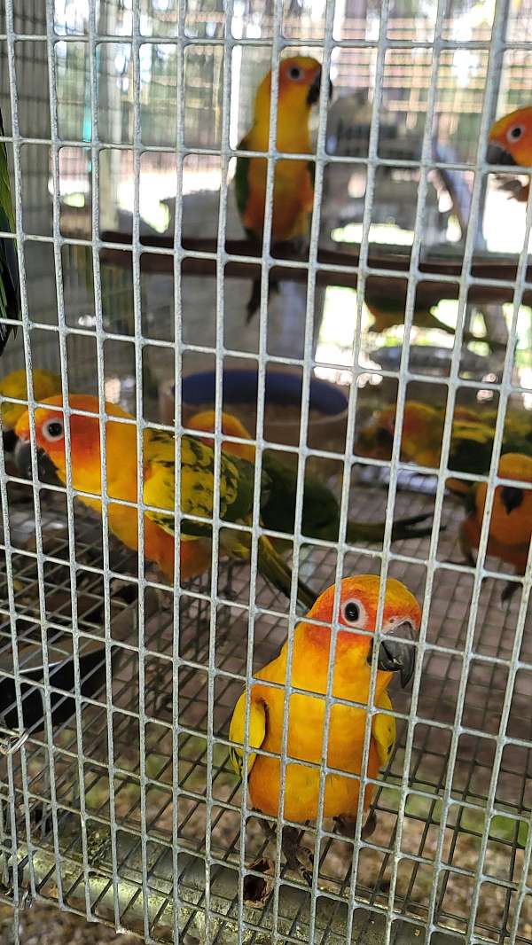 conure-sun-conure-for-sale-in-marion-sc